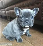 French bulldog pups available, akc 