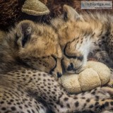Beautiful cheetah cubs , white tiger , li