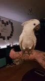 Parrot and parrot eggs 
