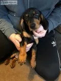dachshund puppies available for you 