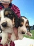 Akc basset hound puppies for sale