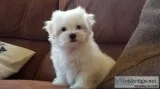 Healthy maltese puppies for rehoming 