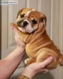 English bulldog puppies for sale