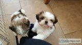 Intelligent shih tzu puppies available 