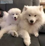 Samoyed puppy for sale~