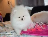 Pomeranian puppies available now