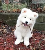Samoyed puppy for sale, 