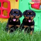 Purebred rottweiler puppies