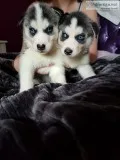 Beautiful special siberian husky puppies