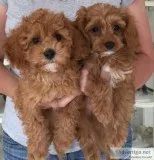 Gorgeous toy poodle puppies avail