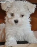 White maltese puppies available