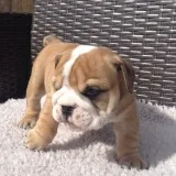english bulldog pups available