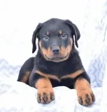 Pedigree rottweiler puppies ready