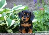 Dachshund pup ready for forever homes