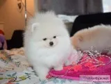 Purebred pomeranian puppies 