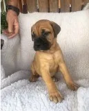 Bullmastiff/mastiff puppies available 