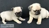 Adorable pug puppies ready
