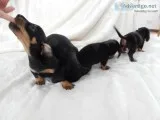 Dachshund puppies (667) 803-0718
