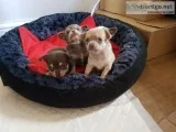 Chihuahua pups (667) 803-0718
