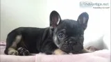 Frenchbulldog puppies