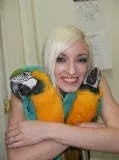 Tame blue and gold macaw parrots