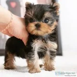 Available - yorkshire terrier for sale