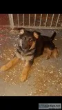Adorable healthy german shepherd