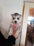 Cute red siberian husky puppy pictures