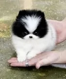 Puppies for sale