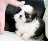 Young dogs pom pom for sale