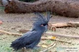 Gorgeous black palm cockatoo for sale