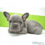 Own an adorable blue french bulldog