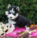 Dogs and puppies for sale