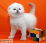 Adopt gorgeous scottish fold kitten