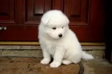 Cutest samoyed puppies for sale