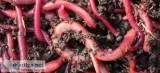 Vermi compost for sale