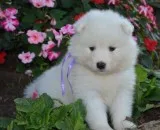 Akc registered samoyed puppies for sale