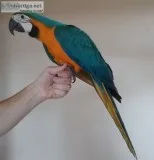 Baby blue and gold macaw available