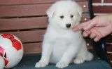 Home trained samoyed puppies available