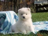 Registered samoyed puppies for re-homing