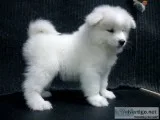 Samoyed pups