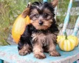 Adorable yorkshire puppies