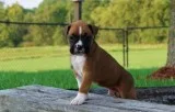 Super adorable boxer puppies