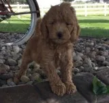 Adorable 10 week old golden doodle