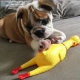English bulldog puppies