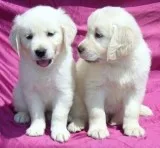 Outstanding golden retriever