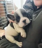 Fbeautiful fluffy french bulldog puppies