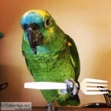 Blue front amazon parrot for sale