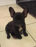 Super adorable french bulldog puppies