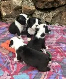 Boston terrier
